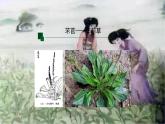 统编版必修上册6《芣苢》《插秧歌》课件