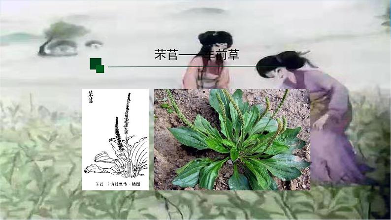 统编版必修上册6《芣苢》《插秧歌》课件04