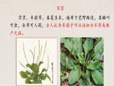 2022-2023学年统编版高中语文必修上册6《芣苢》《插秧歌》群文阅读课件