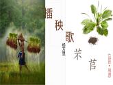 《芣苢》《插秧歌》课件2022-2023学年统编版高中语文必修上册