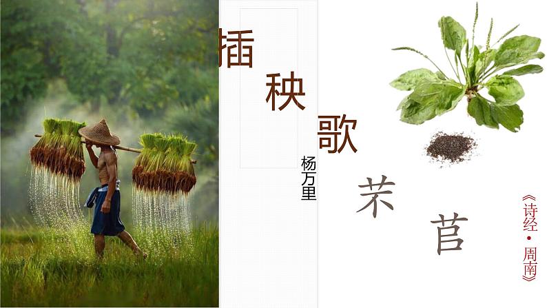 《芣苢》《插秧歌》课件2022-2023学年统编版高中语文必修上册01