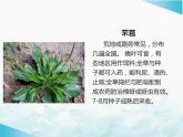6《芣苢》《插秧歌》群文阅读课件  2022-2023学年统编版高中语文必修上册