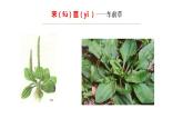 6.《芣苢》《插秧歌》课件2022-2023学年统编版高中语文必修上册
