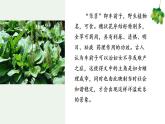 6.《芣苢》《插秧歌》课件2022-2023学年统编版高中语文必修上册