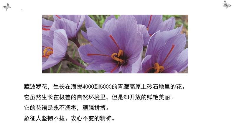 《“探界者”钟扬》课件+2022-2023学年统编版高中语文必修上册第4页