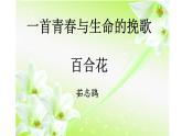 《百合花》课件2022-2023学年统编版高中语文必修上册