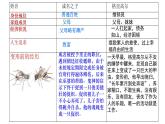 2021-2022学年高中语文部编版必修下册《促织》《变形记》对比阅读课件