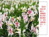 《百合花》课件2022-2023学年统编版高中语文必修上册+