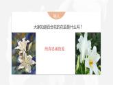 3.1《百合花》课件 2022—2023学年统编版高中语文必修上册