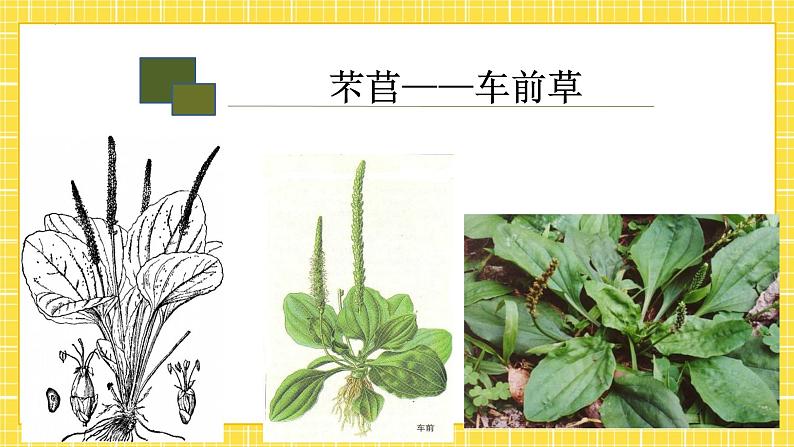 高中语文统编版必修上册6.1《 芣苢 》课件第3页