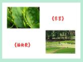 6.《芣苢》《插秧歌》对比阅读课件2022-2023学年统编版高中语文必修上册