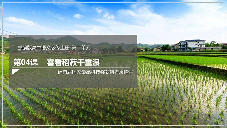 4.1《喜看稻菽千重浪——记首届国家最高科技奖获得者袁隆平》课件+教案+学案01