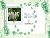 1.3《百合花》课件PPT