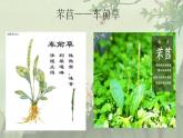 6《芣苢》《插秧歌》课件 2022-2023学年统编版高中语文必修上册