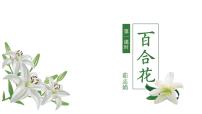 高中语文人教统编版必修 上册3.1 百合花示范课ppt课件