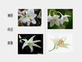 《百合花》课件