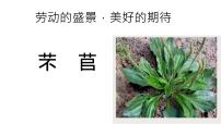 人教统编版必修 上册6.1 芣苢多媒体教学ppt课件