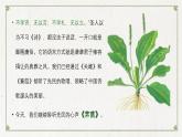 第二单元 6.1《芣苢》课件2022-2023学年统编版高中语文必修上册