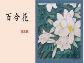 《百合花》课件 2023-2024学年统编版高中语文必修上册