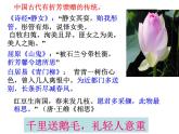 古诗词诵读《涉江采芙蓉》课件2023-2024学年统编版高中语文必修上册