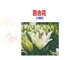 3.1《百合花》课件PPT