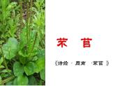 6.1《芣苢》课件2023-2024学年统编版高中语文必修上册