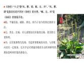 6.1《芣苢》课件2023-2024学年统编版高中语文必修上册