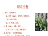 6.1《芣苢》课件2023-2024学年统编版高中语文必修上册