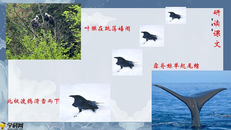 【中职专用】高中语文 人教版·基础模块上册  7《动物游戏之谜》（教学课件）08