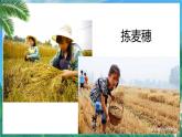 【中职专用】高中语文  语文版·基础模块上册  第四课  《拣麦穗》（教学课件）