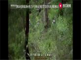 第13.1课+《自然选择的证明》（统编版选择性必修下册）课件PPT