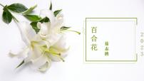 高中语文人教统编版必修 上册3.1 百合花多媒体教学课件ppt