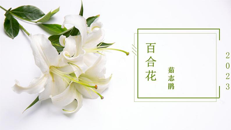 3.1《百合花》课件2023-2024学年统编版高中语文必修上册第1页