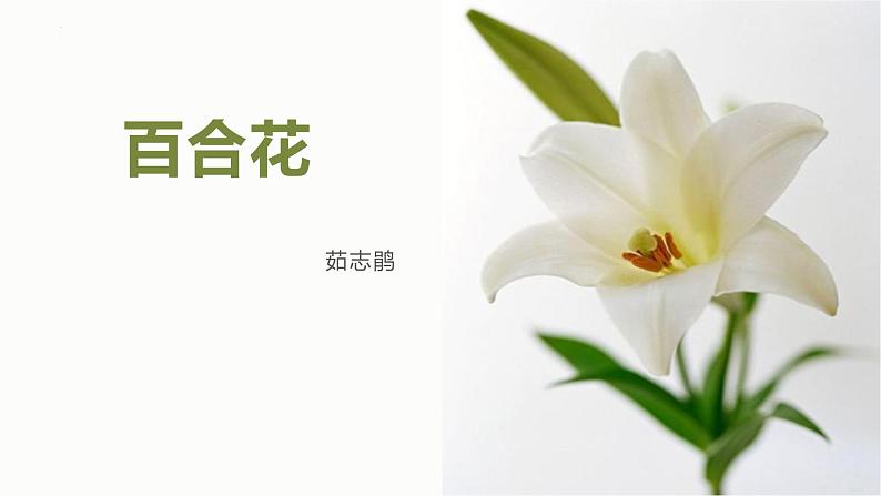 3-1《百合花》课件 2023-2024学年统编版高中语文必修上册04