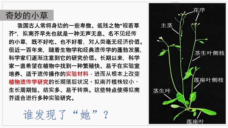 第二单元4.3 《“探界者”钟杨》课件2023-2024学年统编版高中语文必修上册第2页