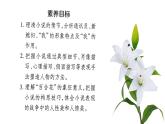 3.1《百合花》课件2023-2024学年统编版高中语文必修上册