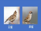 《致云雀》（隨堂課件+教學(xué)設(shè)計(jì)）-2023-2024學(xué)年高一語(yǔ)文上學(xué)期同步精品課件+教學(xué)設(shè)計(jì)（統(tǒng)編版必修上冊(cè)）
