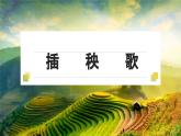 6.2《插秧歌》课件++2023-2024学年统编版高中语文必修上册+