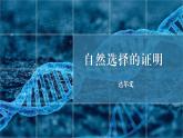13-1《自然选择的证明》（教学课件）（统编版 选择性必修下册）