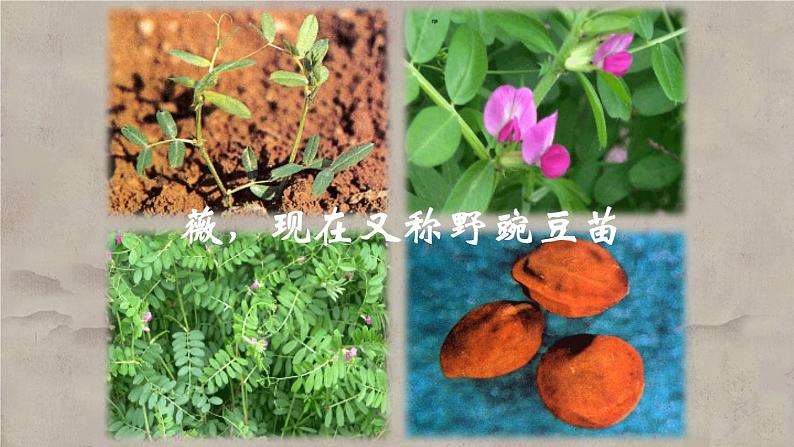 04《诗经》二首之《采薇》（课件）上学期高一语文(人教版必修2)第7页