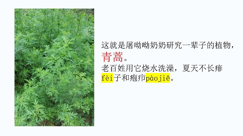 《青蒿素：人类征服疾病的一小步》（教学课件）- 统编版高中语文必修下册第3页