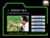 《喜看稻菽千重浪》课件2