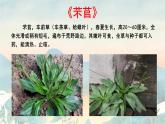 《芣苢》课件6