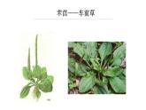 《芣苢》《插秧歌》 课件1