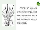 《芣苢》《插秧歌》 课件1