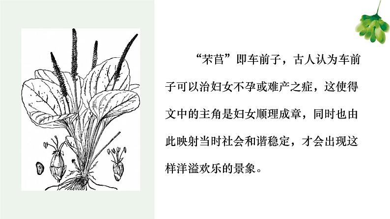 《芣苢》《插秧歌》 课件104