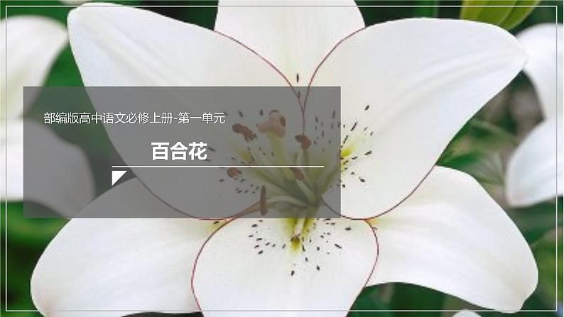 3.1《百合花》课件+2023-2024学年统编版高中语文必修上册第1页