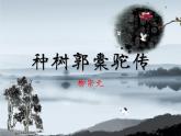 11《种树郭橐驼传》课件+2023-2024学年统编版高中语文选择性必修下册