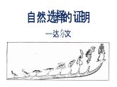 《自然选择的证明》课件5