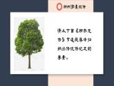 《种树郭橐驼传》课件13